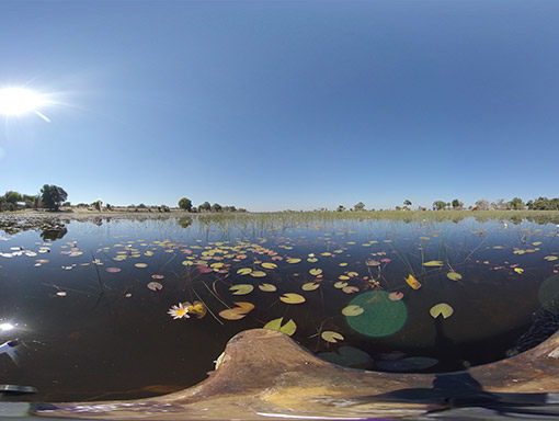 View from makoro canoe on the Okavango Delta during an exploration.